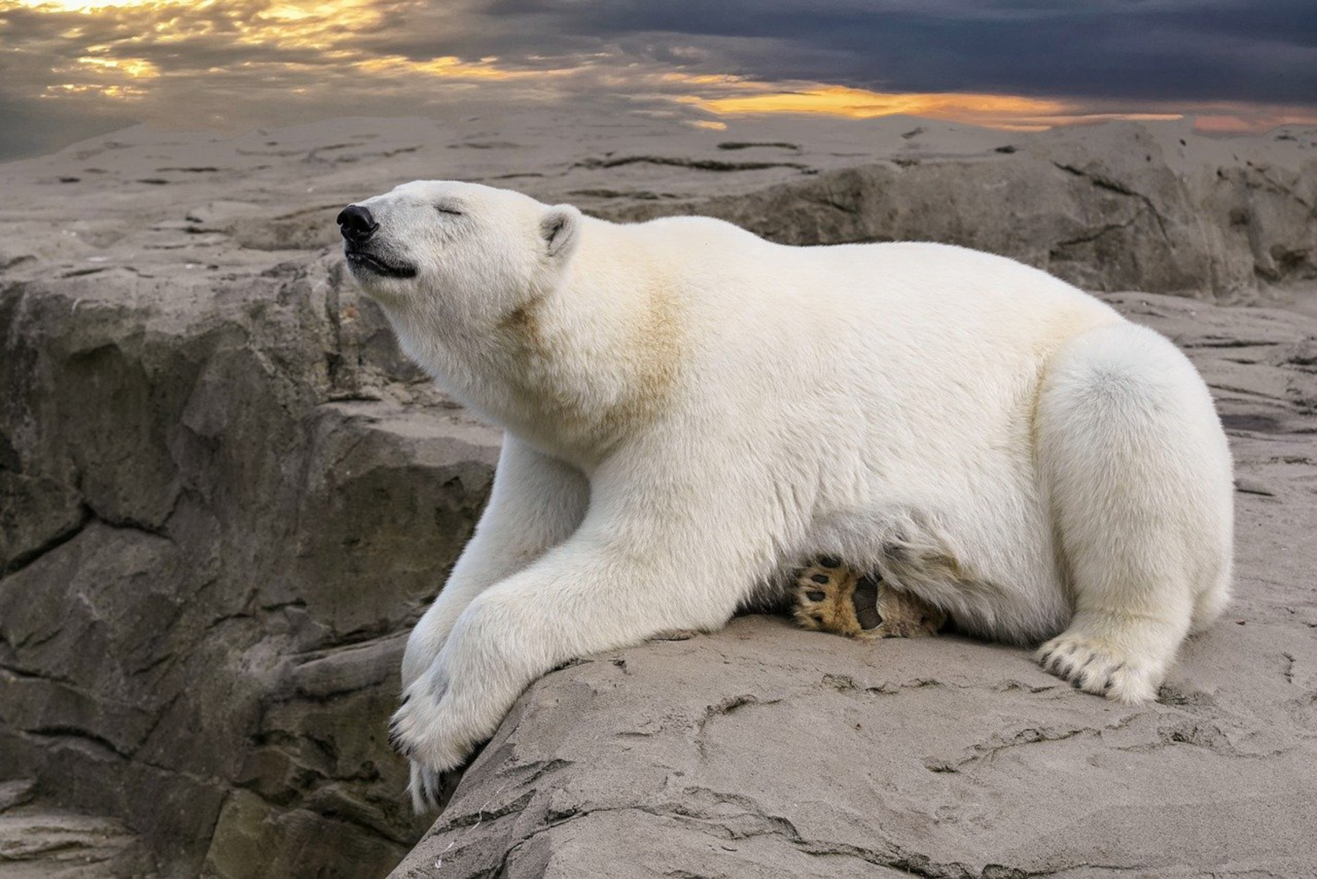 La Giornata Mondiale dell’Orso Polare: Protettore dell’Artico