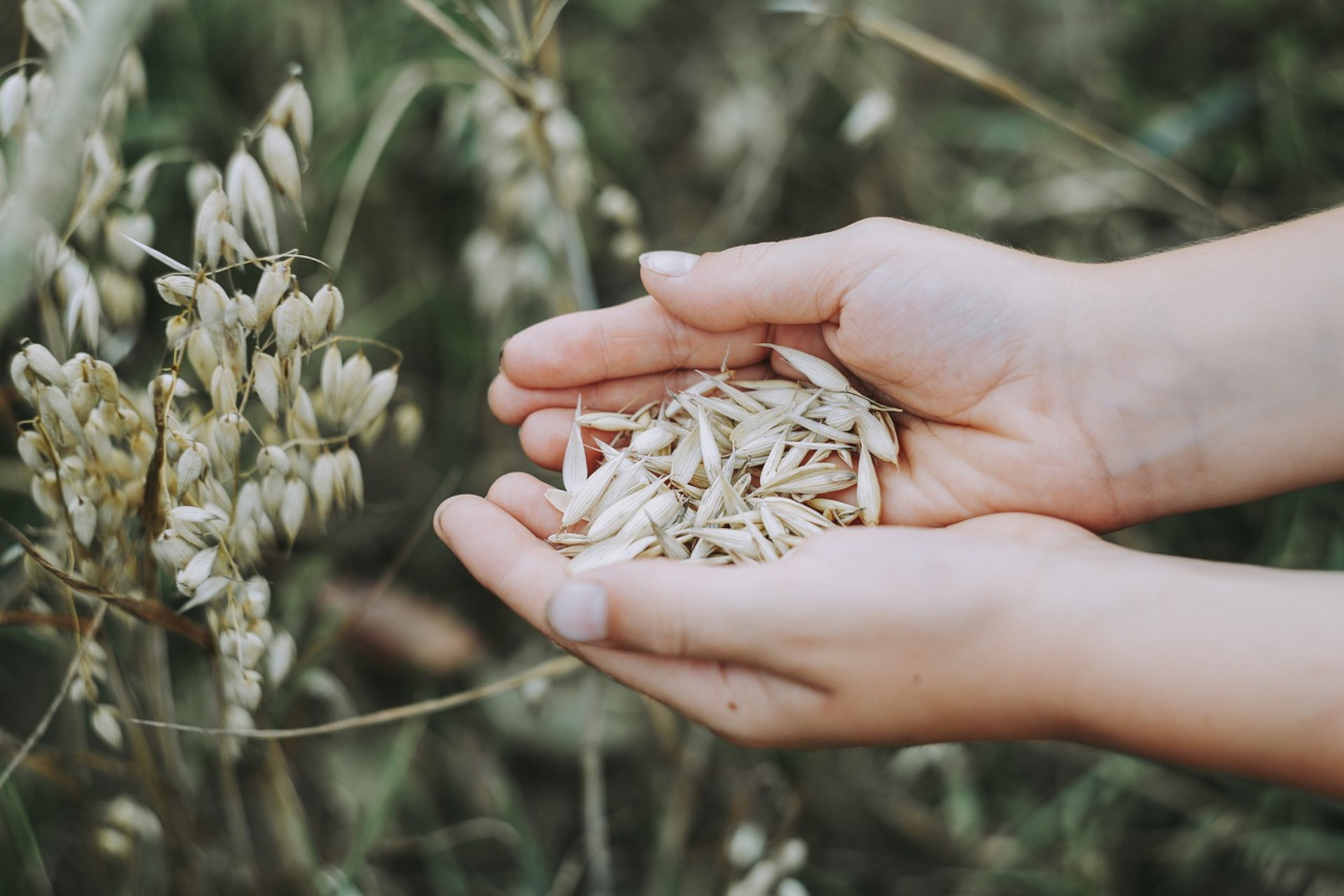 Giornata Mondiale dei Cereali: celebriamo questo dono della natura