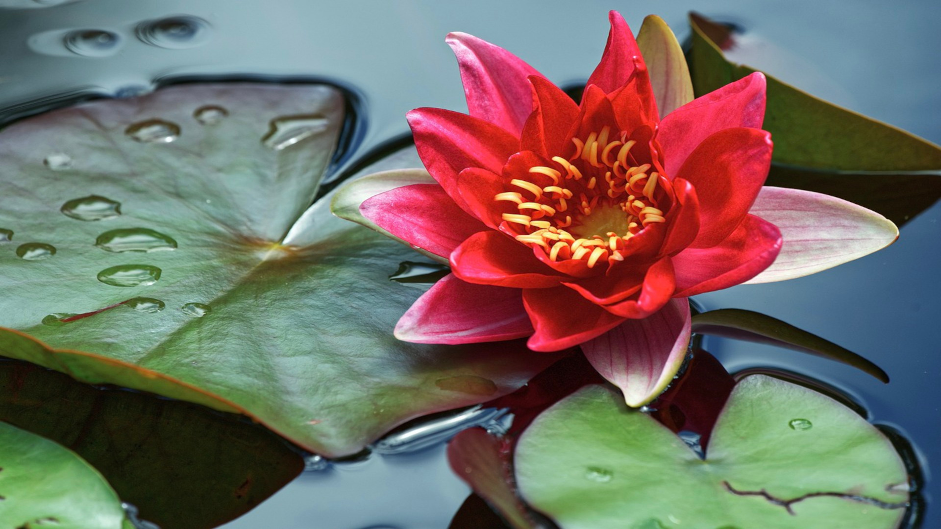 Plant a Flower Day: Celebrare la Natura e la Biodiversità