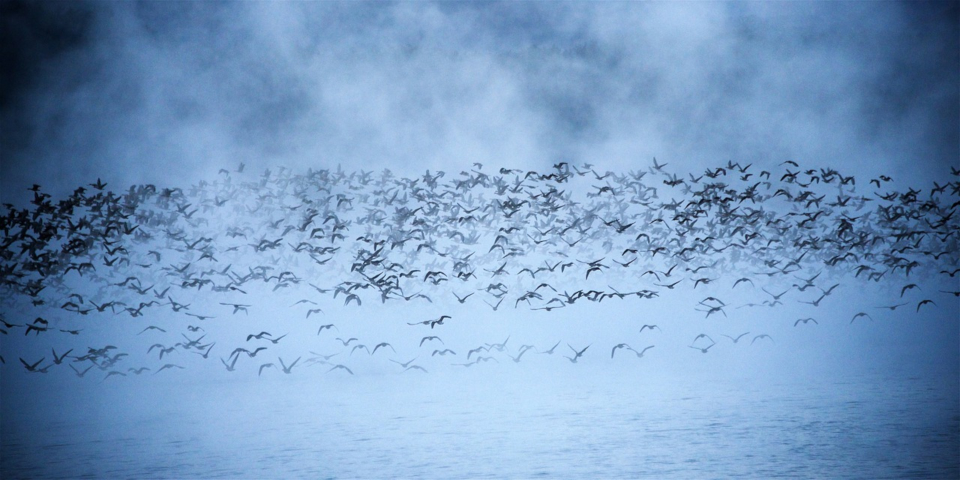 Giornata Mondiale degli Uccelli Migratori: Celebriamo l’avifauna