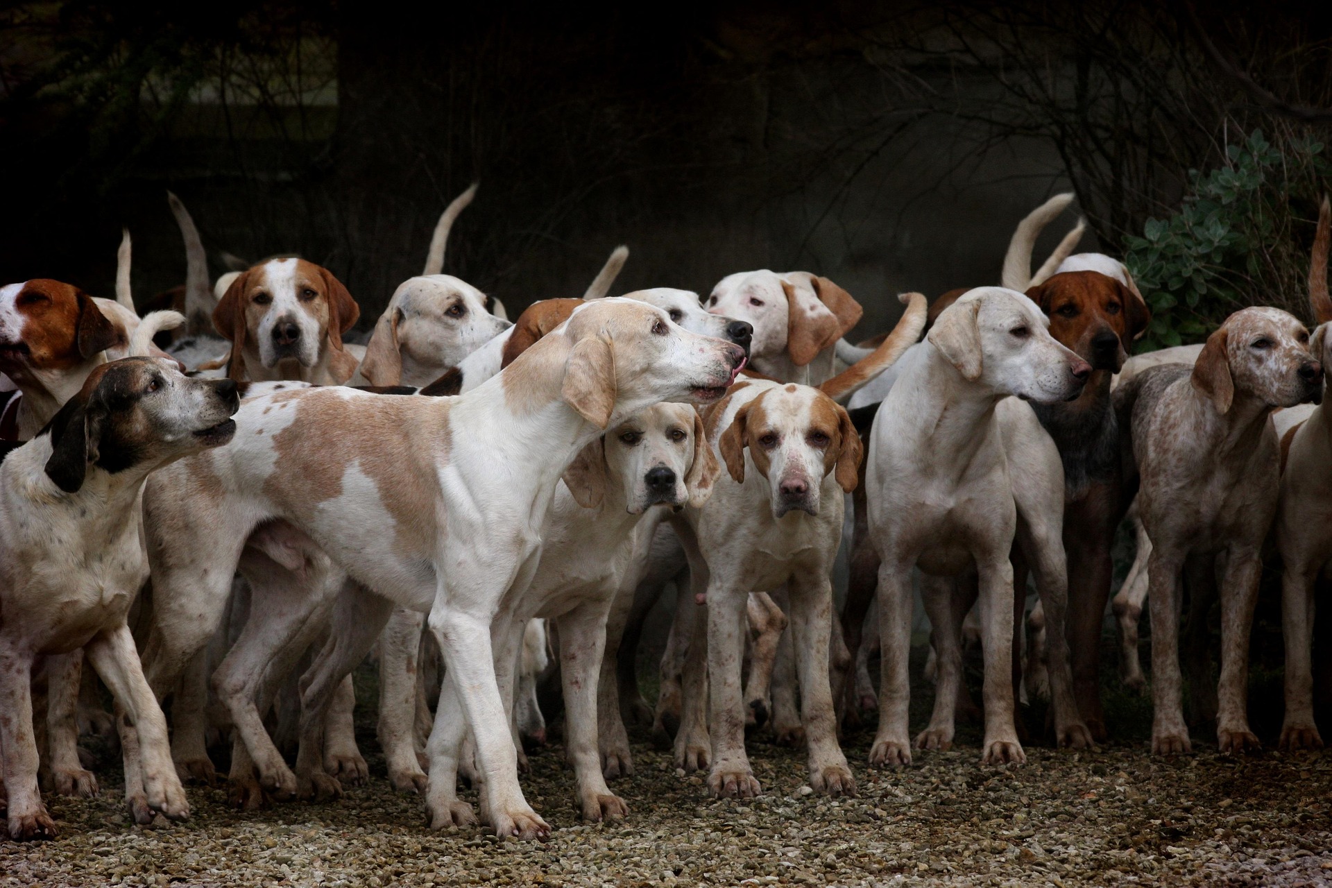 Giornata Mondiale del Cane Celebriamo l'Amicizia a 4 Zampe