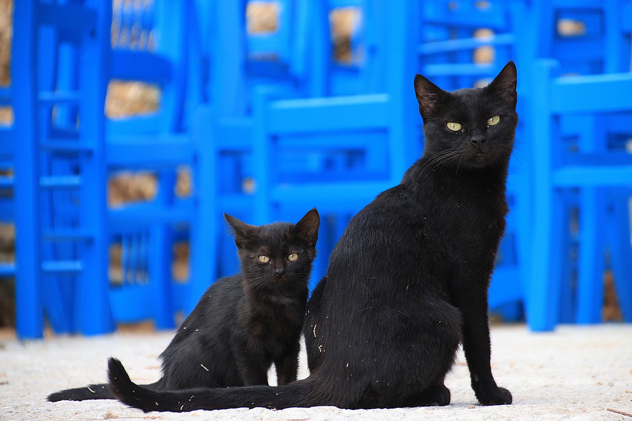 La Giornata del Gatto Nero: Sconfiggere Miti, Celebrare Bellezza
