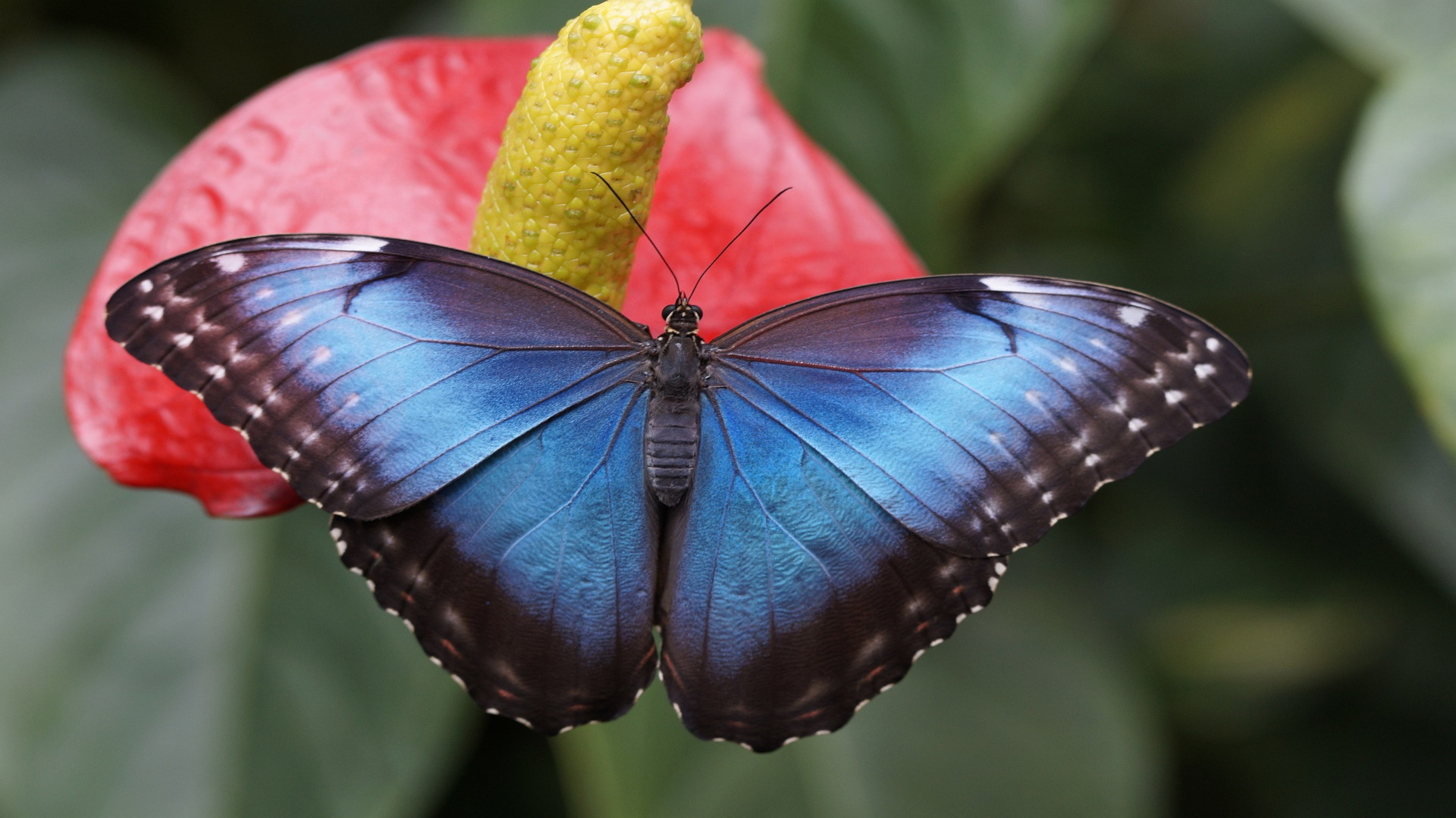 Tra i fiori e il cielo: una celebrazione poetica della natura